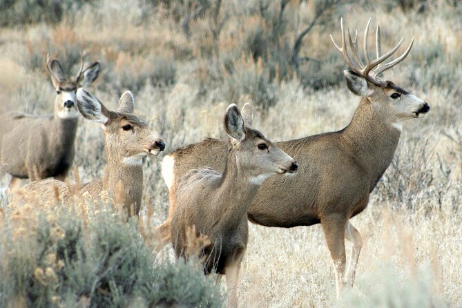 Relive Colorado's Gold Rush Experience - Private Guides - Flexible and Transparent Cancellation Policy