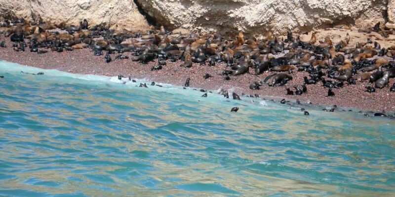 Rent a VW T2 Bulli for a weekend, 3 days/2 nights - Comparing Similar Experiences