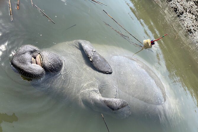Rent Kayaks in Hilton Head Island - Wildlife Watching: Dolphins, Manatees, and Birds