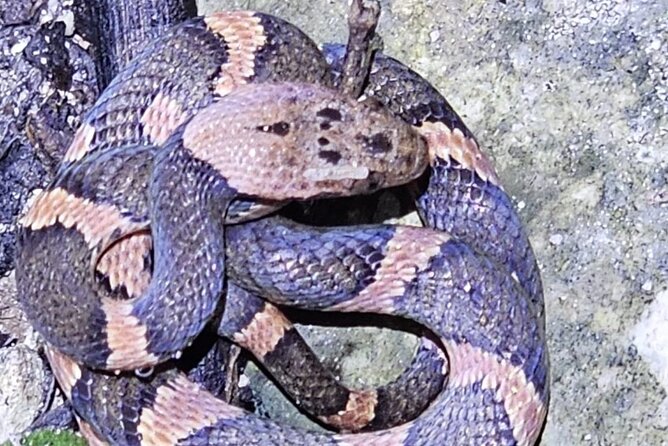 Reptile and Amphibian Night Adventure in Yucatán Jungle - Key Points