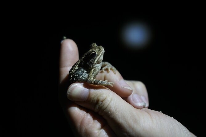 Reptile and Amphibian Night Adventure in Yucatán Jungle - Exploring La Ruta de los Cenotes After Sunset