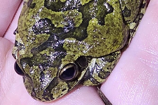 Reptile and Amphibian Night Adventure in Yucatán Jungle - How the Guides Enhance the Experience