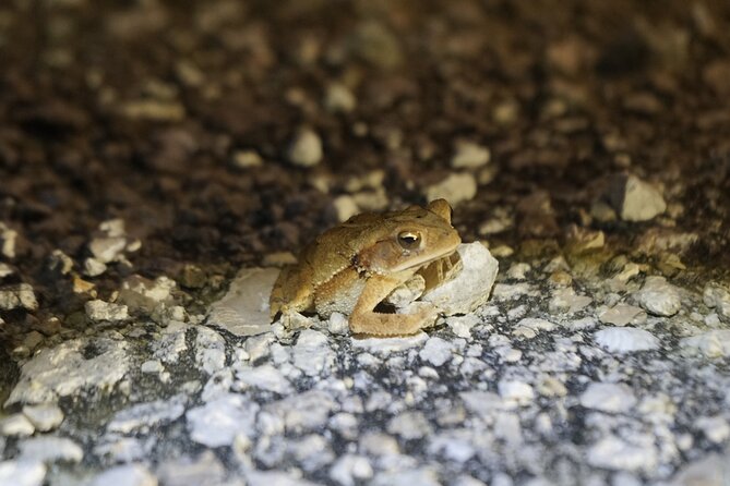 Reptile and Amphibian Night Adventure in Yucatán Jungle - The Environment and Ethical Wildlife Observation