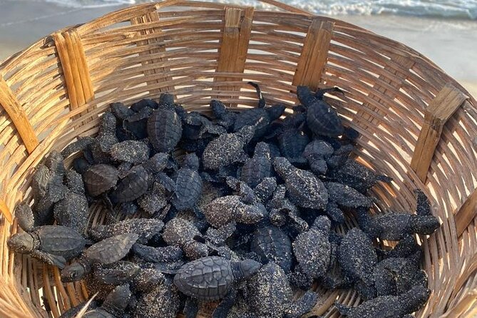 Reptile Eco Tour in Oaxacas Coastal Communities - La experiencia en Playa Escobilla y el ciclo de las tortugas