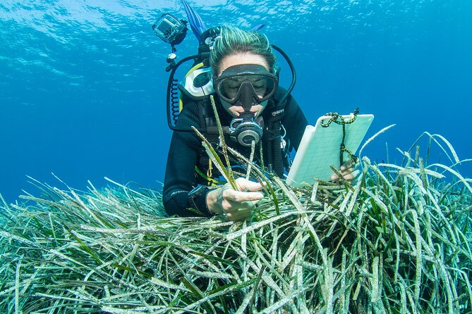 Research diving with a Marine Biologist in Crete - What’s Included and What You Need to Know