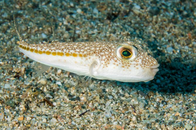 Research diving with a Marine Biologist in Crete - Who Will Most Benefit from This Tour?