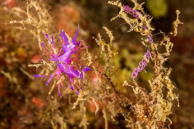 Research diving with a Marine Biologist in Crete - Research-Driven Diving in Crete: The Bottom Line