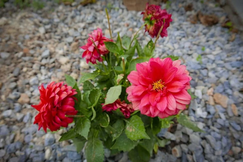Rethymno: Chrysoula's Cretan Home Cooking Lessons - The Role of the Traditional Wood Oven