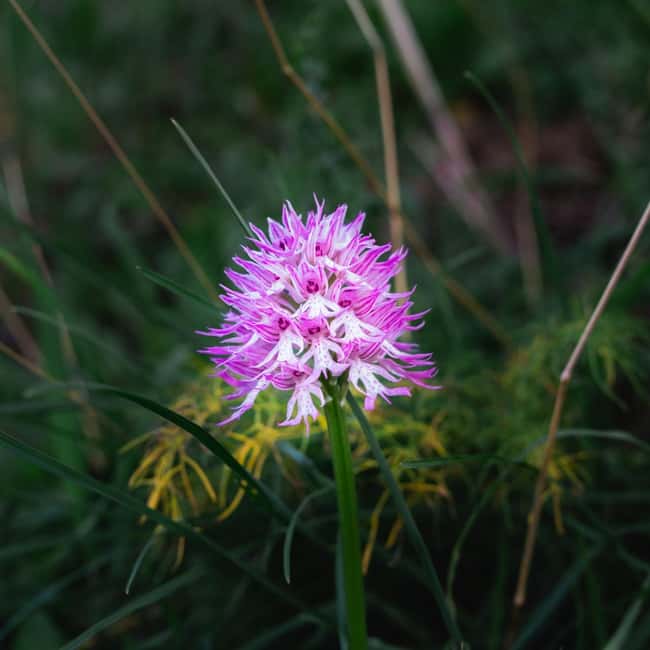 Rethymno: Flower Adventure - Key Points