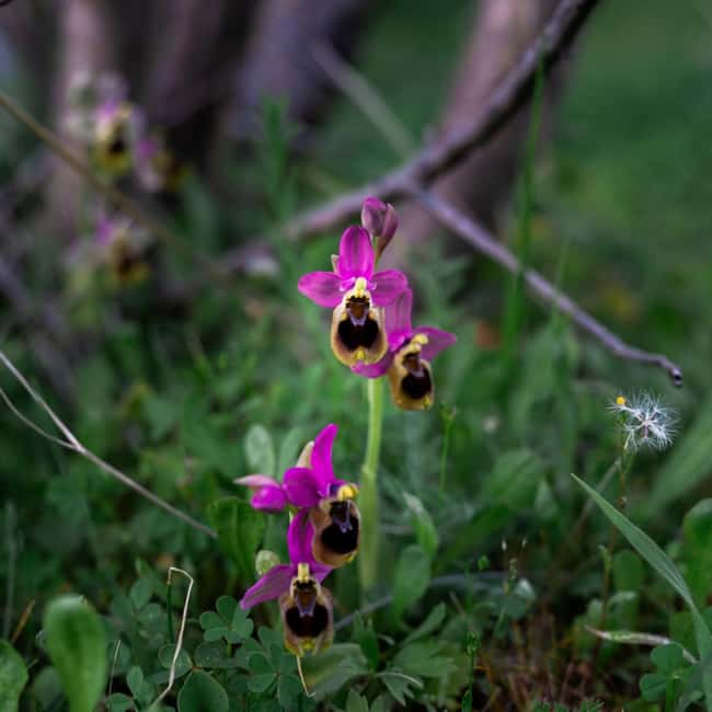Rethymno: Flower Adventure - A 5-Hour Journey into Crete’s Springtime Beauty