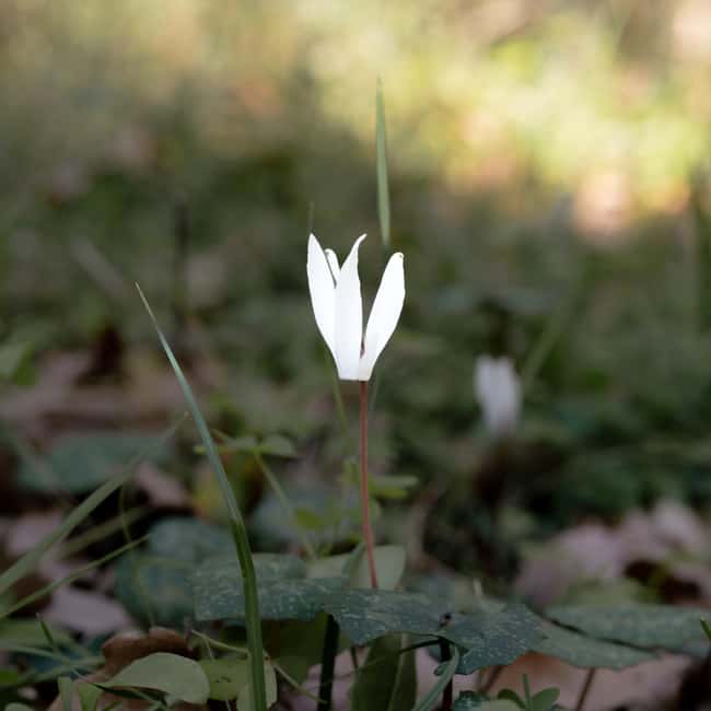 Rethymno: Flower Adventure - Practical Details and Logistics