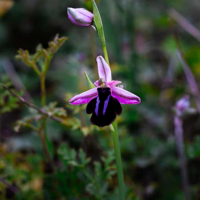 Rethymno: Flower Adventure - Rethymno: Flower Adventure – A Unique Nature Tour in Crete