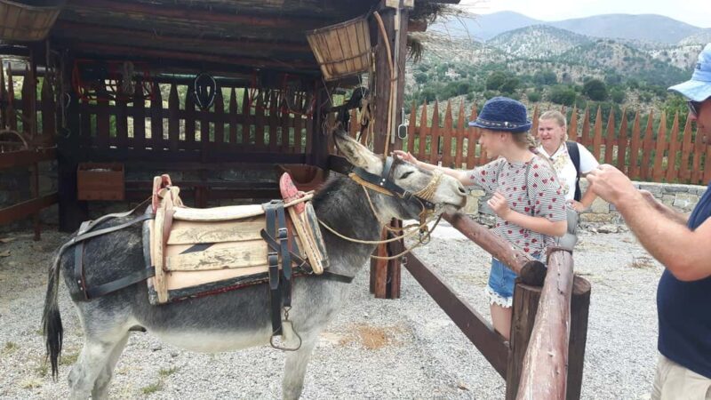 Rethymno:Mitato Shepherd Experience with Cretan Lunch & Raki - The Traditional Wood-Fired Bakery Experience