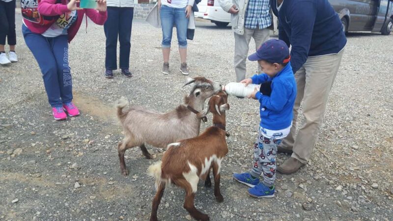 Rethymno:Mitato Shepherd Experience with Cretan Lunch & Raki - Who Will Enjoy This Tour Most?