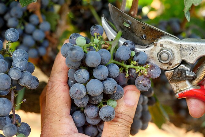 Retrospettiva di Marchesale Wine Tasting and Tour in Bolgheri - Practical Details and Logistics