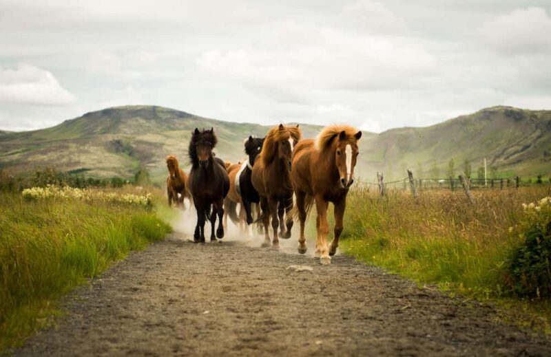 Reykjadalur: Horseback Riding Tour for Families & Beginners - Key Points