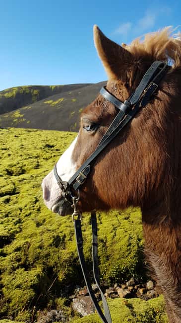 Reykjadalur: Horseback Riding Tour for Families & Beginners - What You Can Expect During the Ride