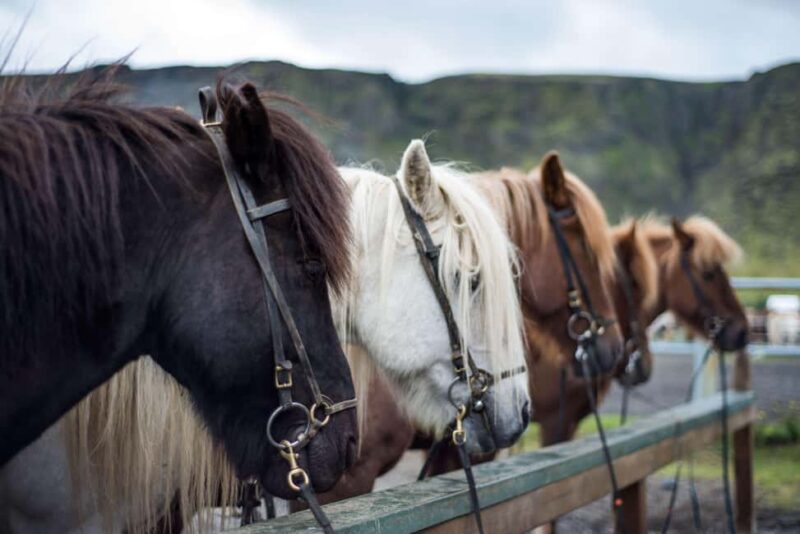 Reykjadalur: Horseback Riding Tour for Families & Beginners - Final Thoughts on Reykjadalur Horseback Riding