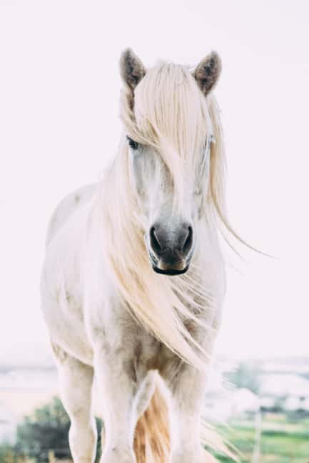 Reykjadalur: Horseback Riding Tour for Families & Beginners - Frequently Asked Questions