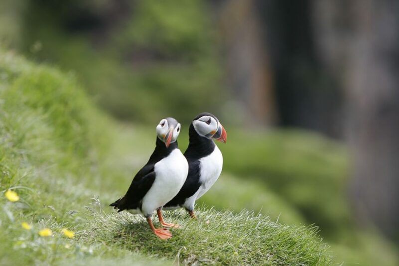 Reykjavik: 1-Hour Puffin Watching Tour - Comfort and Equipment on Board