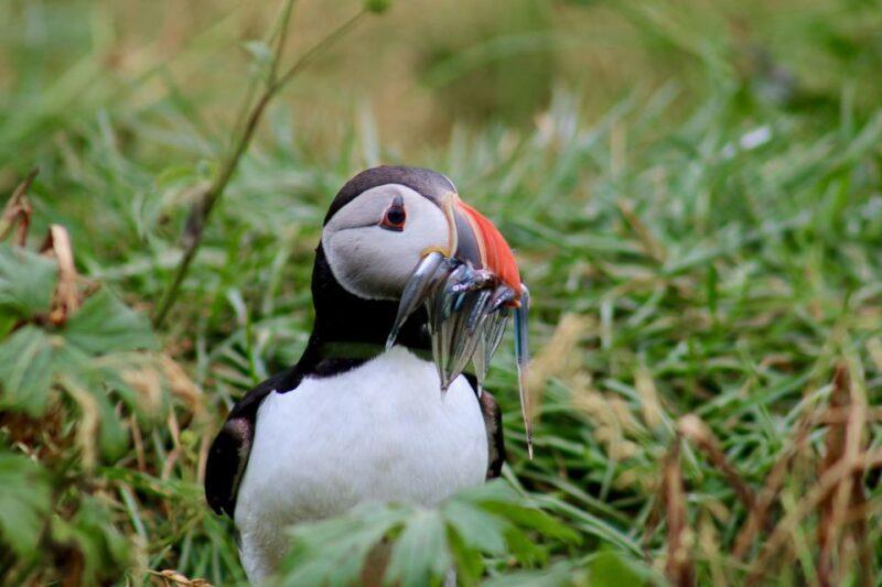 Reykjavik: 1-Hour Puffin Watching Tour - Weather Considerations and Seasonal Timing