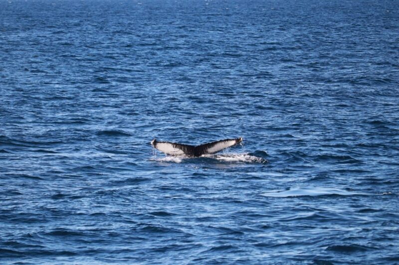 Reykjavik: 9pm Whale Watching Cruise in the Arctic Sun - What Wildlife Can Be Expected During the Tour