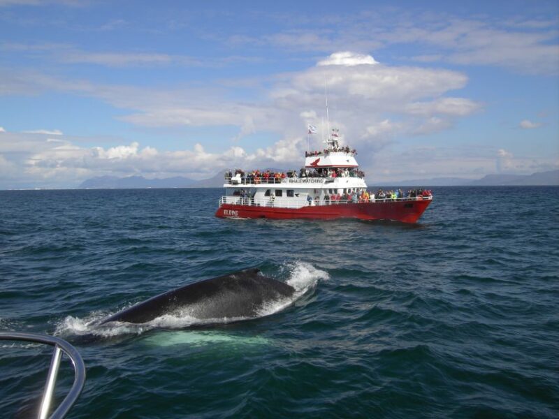 Reykjavik: ATV Ride & Whale Watching Boat Tour - Starting Point and Pickup Logistics in Reykjavik