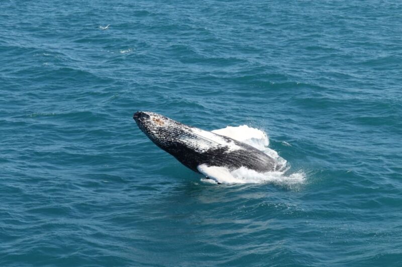 Reykjavik: Best Value Whale Watching Boat Tour - Encountering Marine Wildlife in the Atlantic Ocean