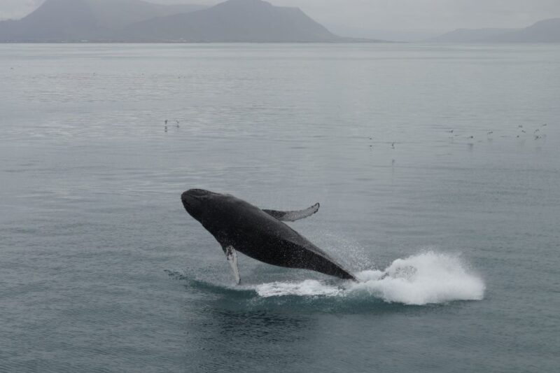 Reykjavik: Best Value Whale Watching Boat Tour - The Scenic Coast of Iceland from the Water