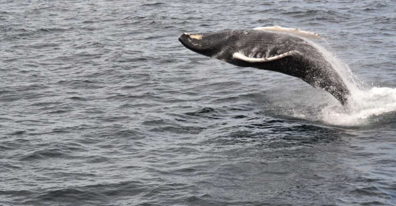Reykjavik: Best Value Whale Watching Boat Tour - Flexibility and Environmental Considerations