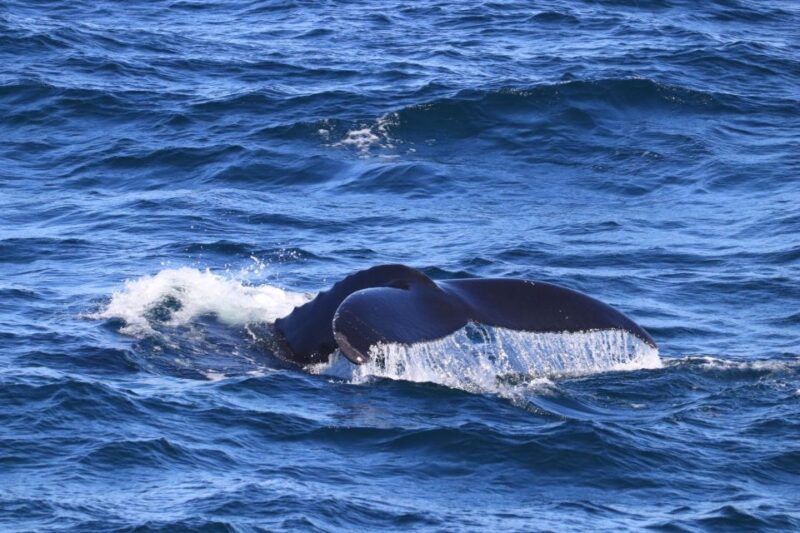 Reykjavik: Best Value Whale Watching Boat Tour - Who Will Love This Tour Most?