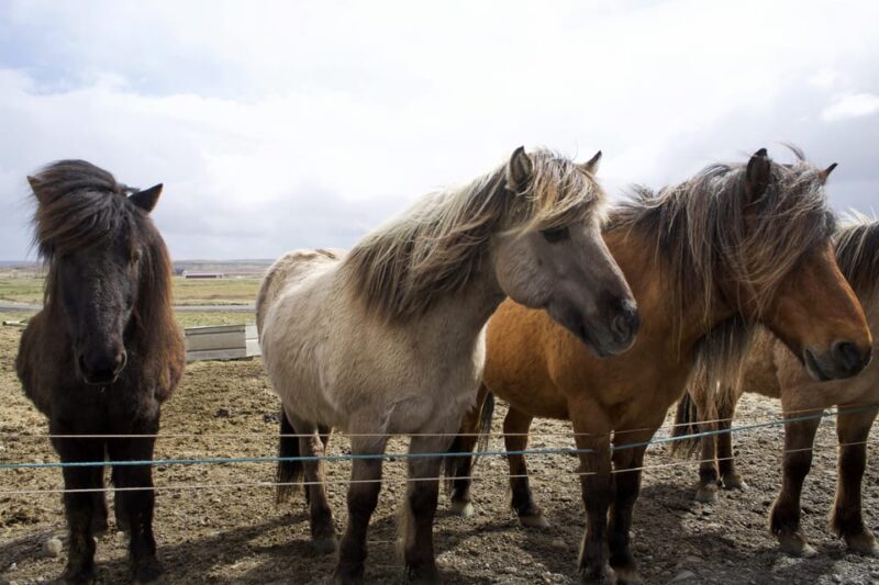 Reykjavik Combo: Horse Riding & Snorkeling in Silfra Fissure - Riding Icelandic Horses at Laxnes Horse Farm