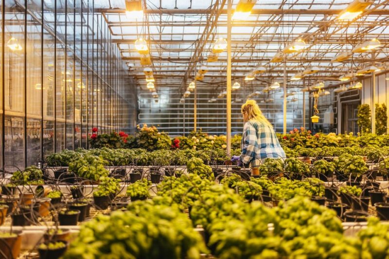 Reykjavik: Golden Circle, Kerid, and Fridheimar Minibus Tour - Discover the Golden Circle with Expert-Guided Stops and Unique Experiences