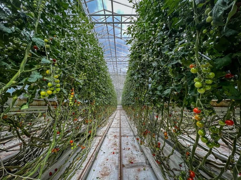 Reykjavík: Golden Circle & Secret Lagoon Day Trip with Lunch - Logistics, Transport, and Comfort