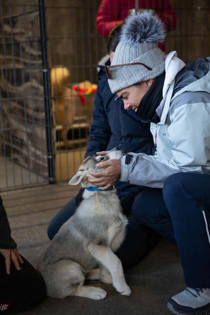 Reykjavík: Husky Kennel Visit with Hot Drinks - The Joy of Interacting with Siberian Huskies