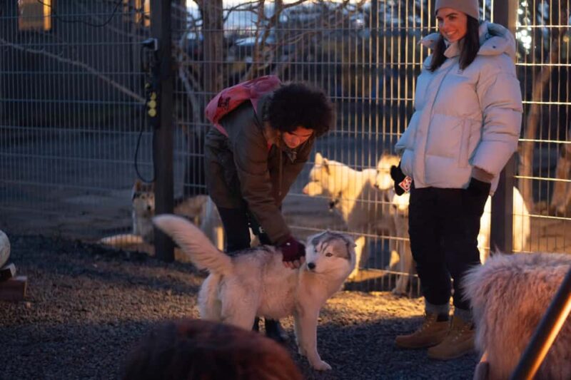 Reykjavík: Husky Kennel Visit with Hot Drinks - Accessibility and Family-Friendliness
