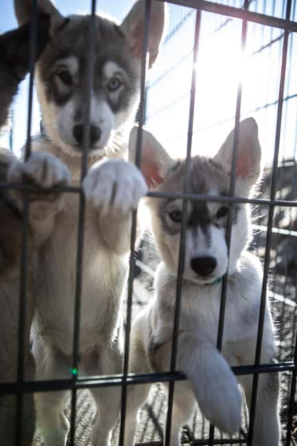 Reykjavík: Husky Kennel Visit with Hot Drinks - Comparing Similar Experiences