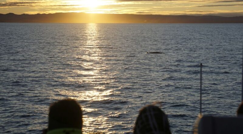 Reykjavík: Midnight Sun Whale Watching Cruise - Who Will Enjoy This Tour Most