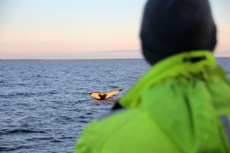 Reykjavík: Midnight Sun Whale Watching Cruise - The Sum Up: A Scenic and Comfortable Whale Watching Adventure