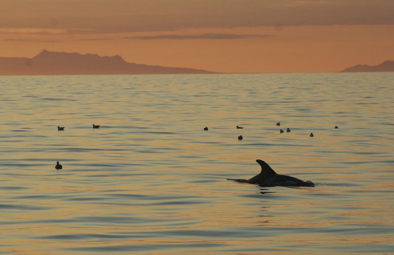 Reykjavik: Midnight Sun Whale Watching Tour - Supporting Eco-Friendly and Responsible Tourism