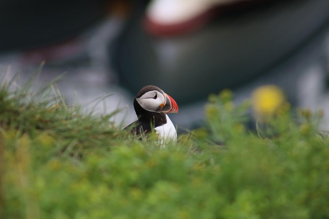 Reykjavik Premium Puffin tour | Close Up and Personal - Discover the Reykjavik Premium Puffin Tour: Close Encounters in Faxaflói Bay