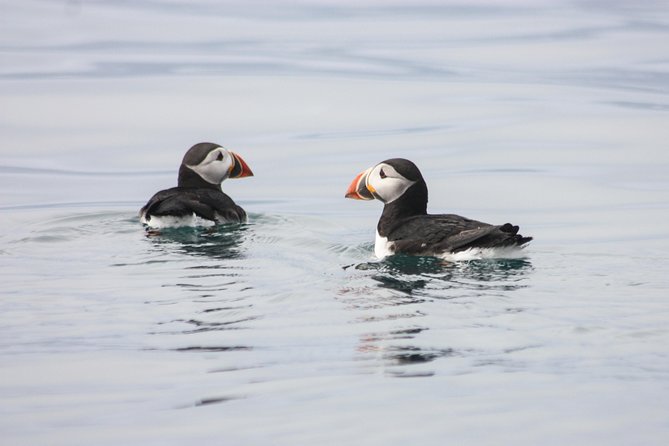 Reykjavik Premium Puffin tour | Close Up and Personal - Key Points