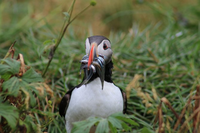 Reykjavik Premium Puffin tour | Close Up and Personal - Accessibility and Physical Considerations