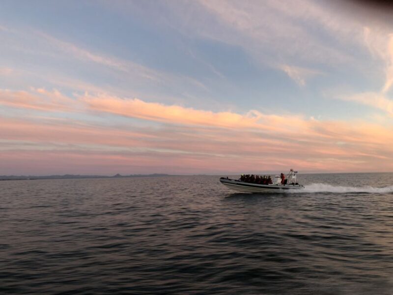 Reykjavik: Premium Whale and Puffin Watching Evening Tour - Discover Reykjavik’s Nighttime Whale and Puffin Adventure