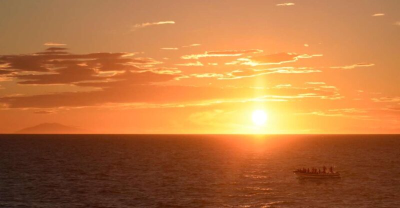 Reykjavik: Premium Whale and Puffin Watching Evening Tour - The Benefits of a High-Speed RIB Boat for Wildlife Watching