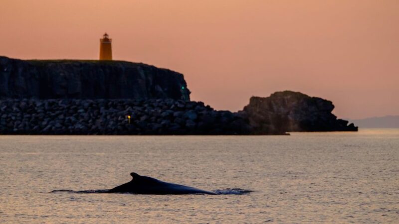 Reykjavik: Premium Whale and Puffin Watching Evening Tour - Returning Along Reykjavik’s Shoreline