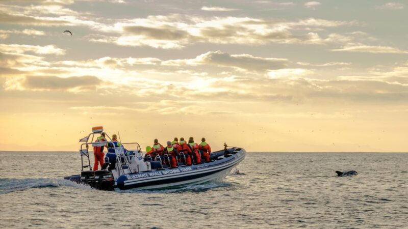 Reykjavik: Premium Whale and Puffin Watching Evening Tour - Practical Details and Booking Flexibility