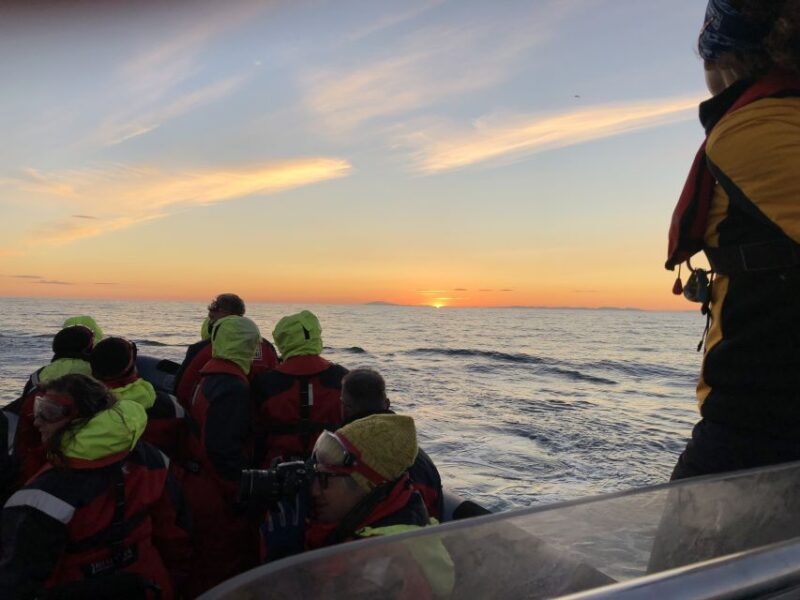 Reykjavik: Premium Whale and Puffin Watching Evening Tour - Why This Tour Stands Out Compared to Others