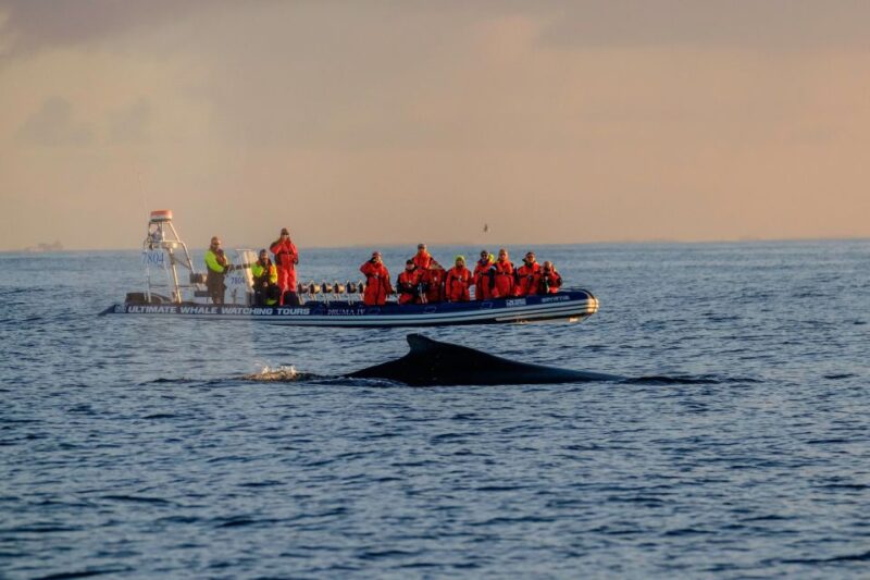 Reykjavik: Premium Whale Watching with Flexible Ticket - Reykjavik: Premium Whale Watching with Flexible Ticket