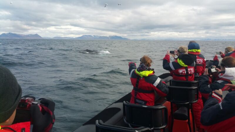 Reykjavik: Premium Whale Watching with Flexible Ticket - Wildlife Encounters: Humpbacks, Minkes, and Dolphins